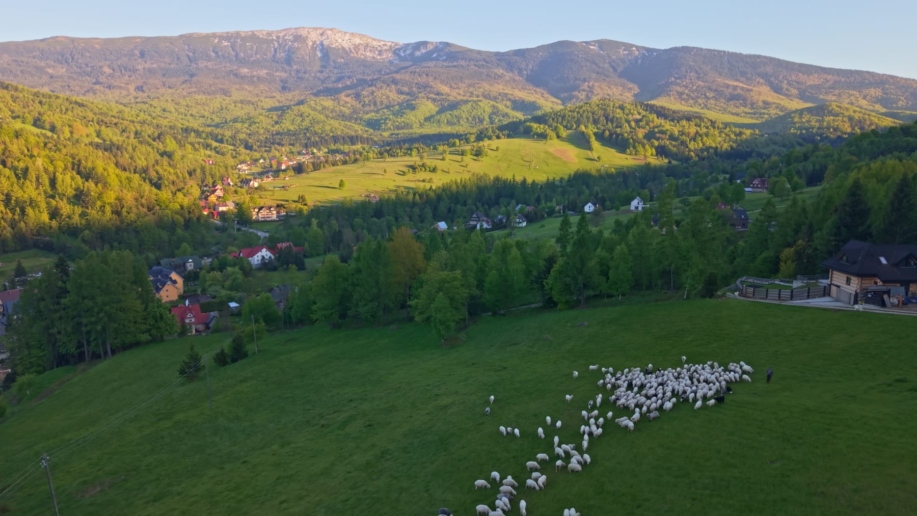 Owce na Hali Barankowej w Zawoi, w tle grzbiet Babiej Góry
