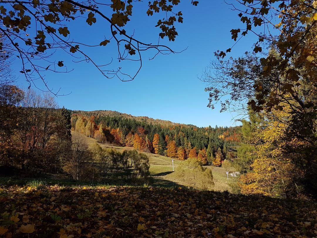 Jesienna buczyna nad polaną w Zawoi, kadr spod przebarwionych gałęzi