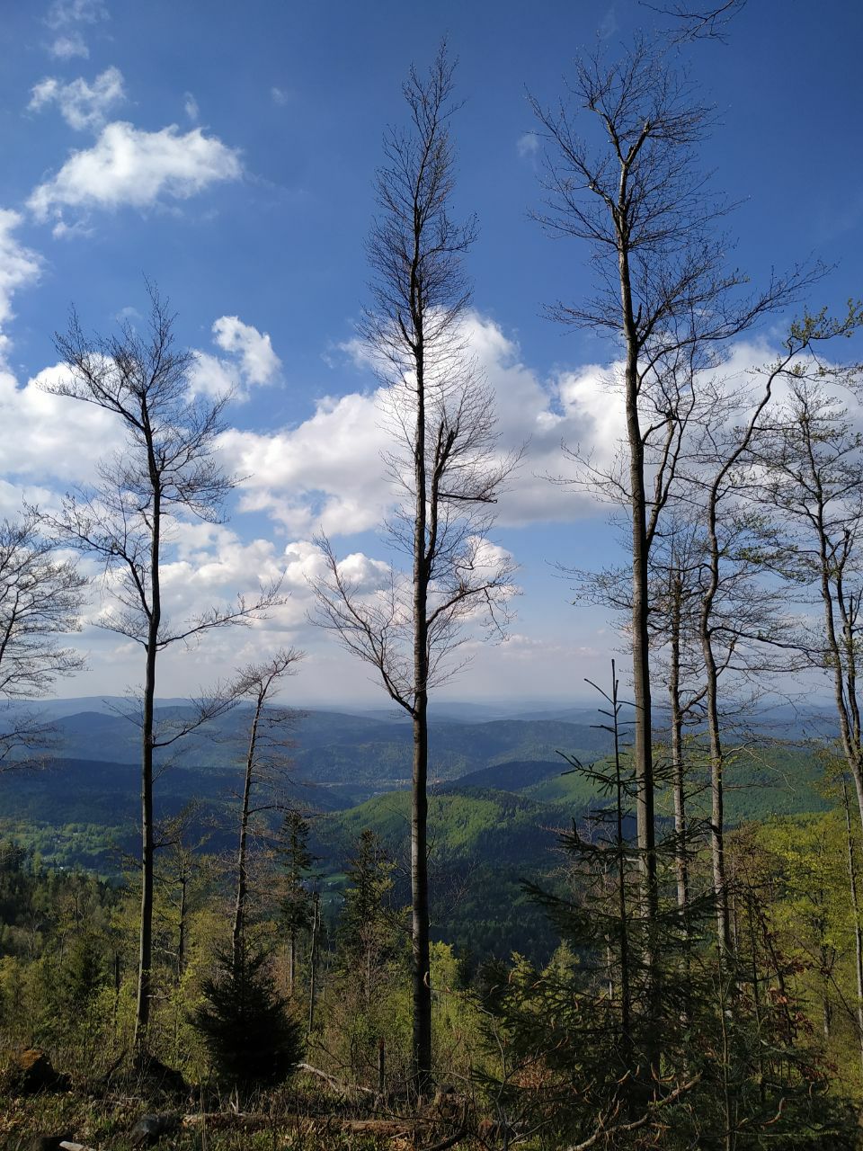 Panorama Beskidów między pniami drzew nad Zawoją